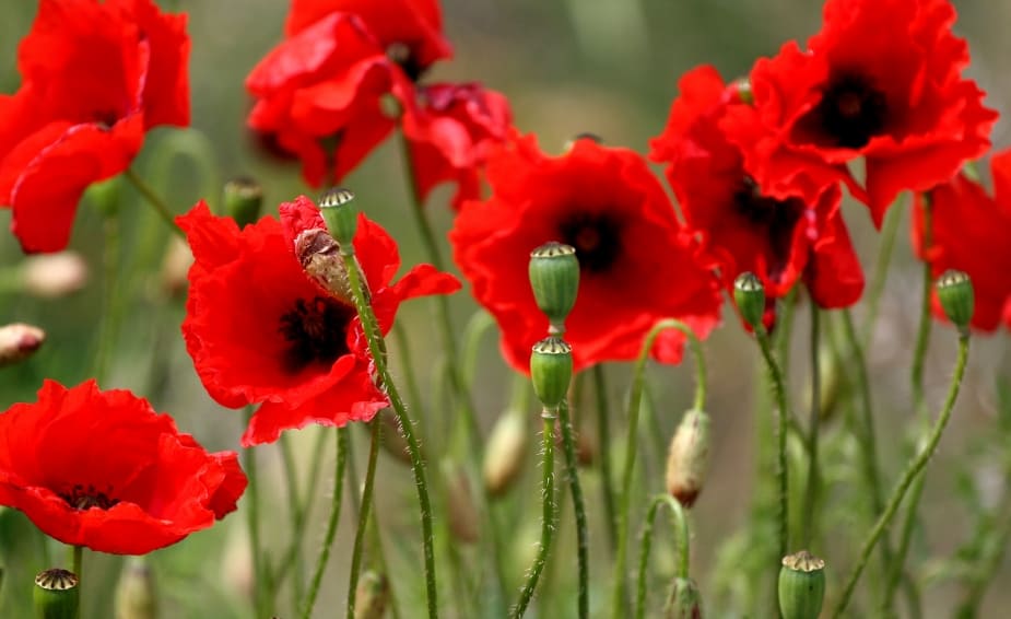 Who are the Tall Poppies and Why You Should Care?